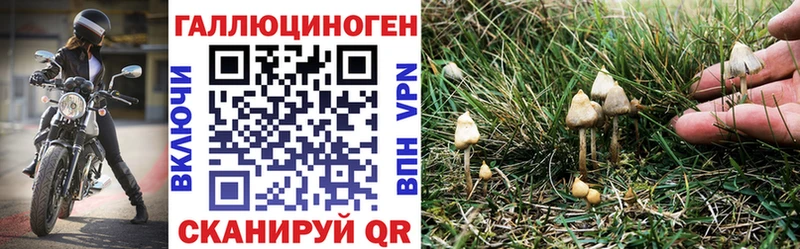 сайты даркнета телеграм  где можно купить   Муром  Псилоцибиновые грибы GOLDEN TEACHER 
